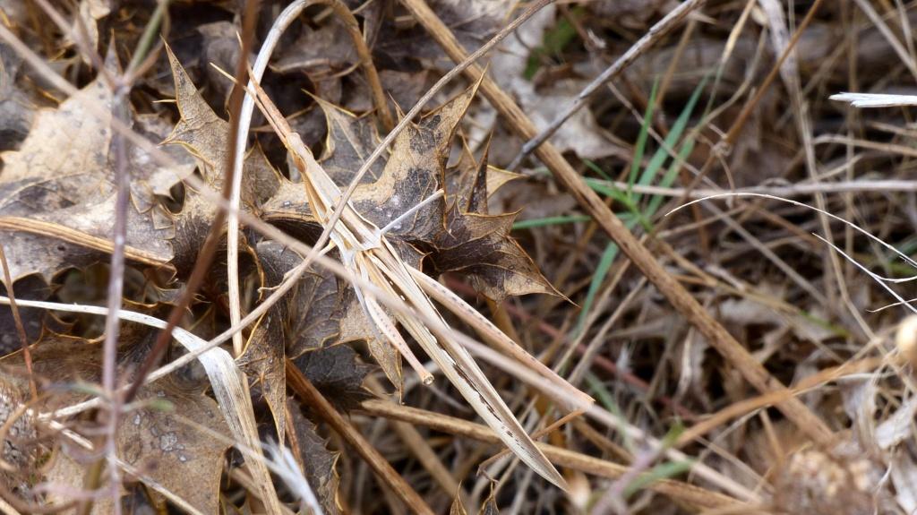 Acrididae da identificare